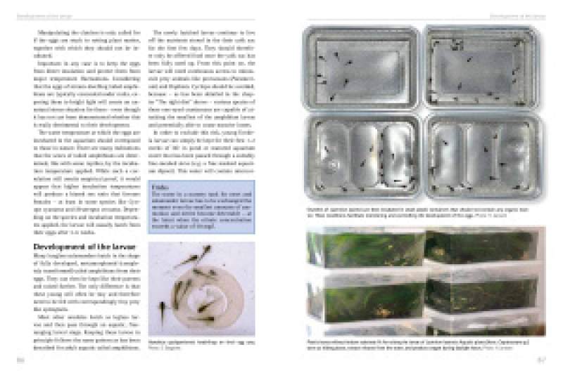 Preview: Salamanders - keeping and breeding